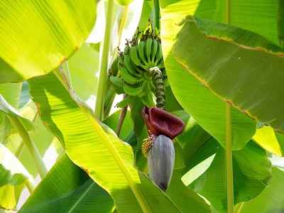 Banana tree with bunches of flowers