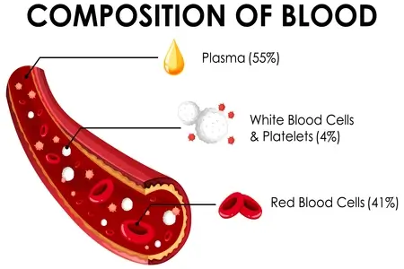 infographic-diagram-showing-composition-of-blood