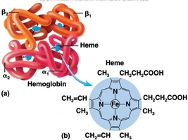 Coagulation chemical structure of Hemoglobin