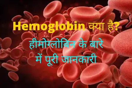 What is Hemoglobin the Immunological Functions of Red Blood Cells