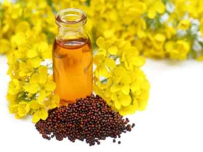 best edible oil mustard oil and seeds with mustard flower, isolated on white table