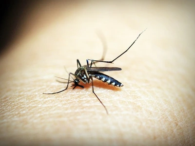 डेंगू बुखार का मच्छर