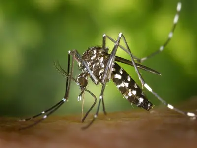डेंगू का मच्छर मादा एडीस इजिप्ती