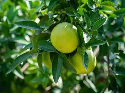 bunch of Grapefruit hanging on tree is great source of vitamin c