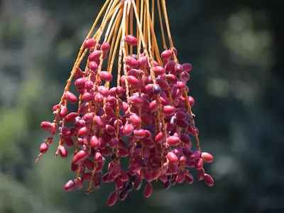 Bunches of dates hanging on the tree