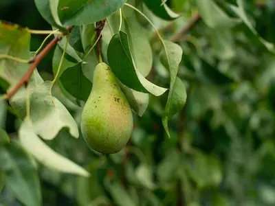 Nutritious pears hanging on the tree