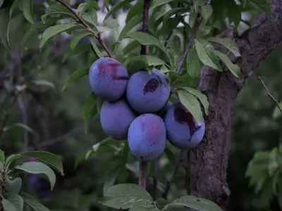 Sweet and sour plum bunch hanging on tree