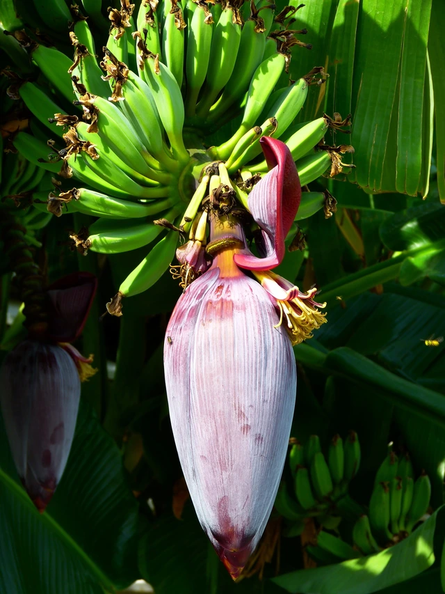 Bunch of bananas with flowers