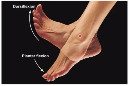 plantar flexion and eversion of foot