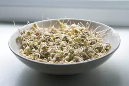 sprouts in plate serve for breakfast