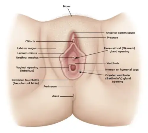 vagina-anatomy
