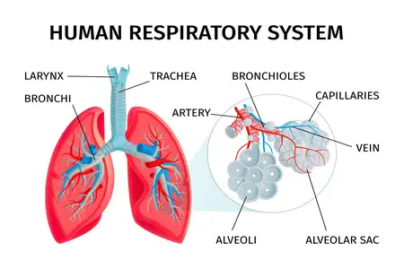 human-respiratory-system-lungs-alveoli-anatomy