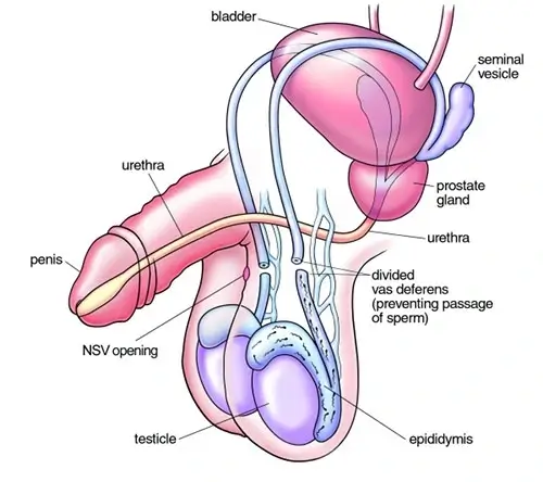 male-reproductive-organ-infographic