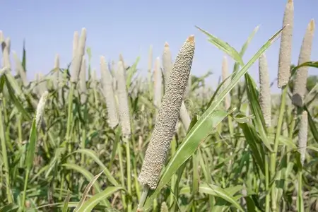 pearl-millet-field