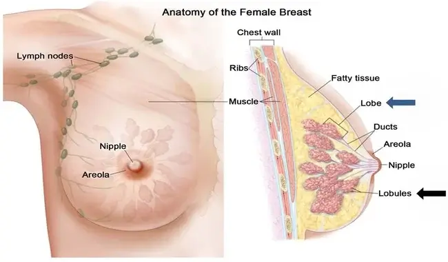 anatomy-of-the-female-breast