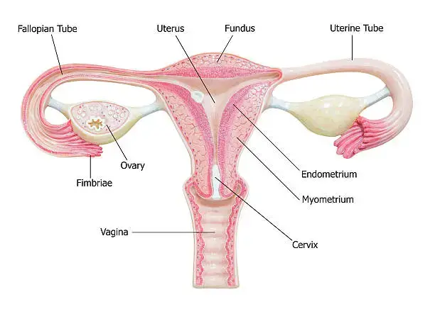 female-reproductive-system