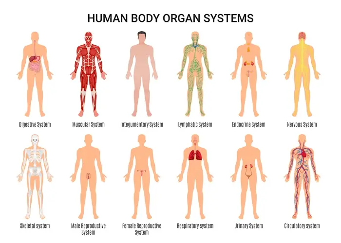 human-body-organs-system