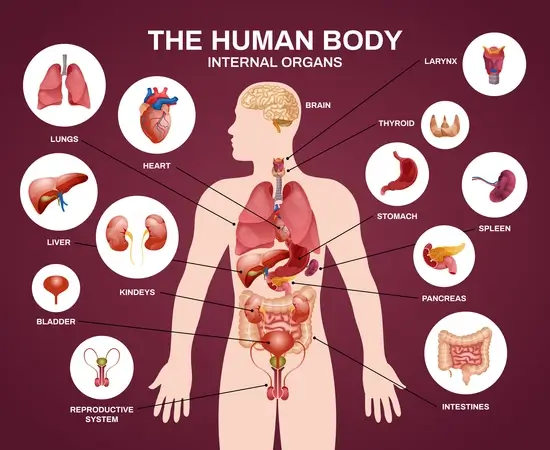 internal-human-body-organs