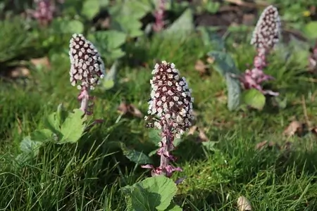 take-butterbur-for-migraine-relief