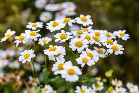 take-feverfew-for-migraine-relief
