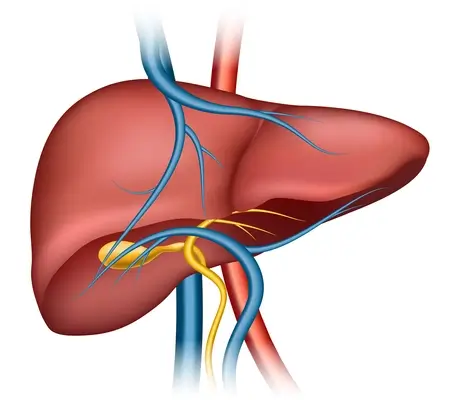 human-organ-liver-structure